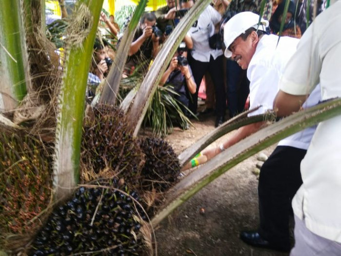 Perjuangan Gubri Syamsuar Berhasil, Riau Terima DBH Sawit Rp 83,13 Miliar